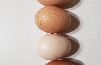 eggs 12-30-18.jpg