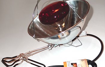 HEAT-LAMP.jpg HEAT-LAMP.jpg
