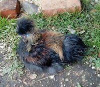 a beautiful chick Zuni too.jpg