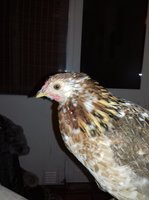 IMG-20190104-WA0045.jpeg