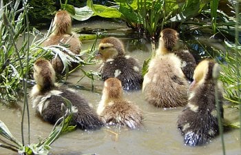 Breeding For Sex-Linked Ducklings