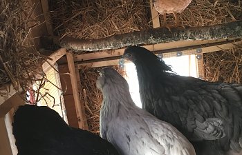 27-roosting girls.jpg