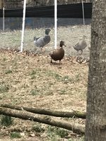 IMG_4365.JPG