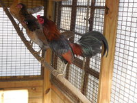 DSCN7414.JPG