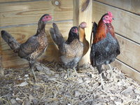 DSCN7426.JPG