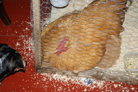 DSC07135.JPG