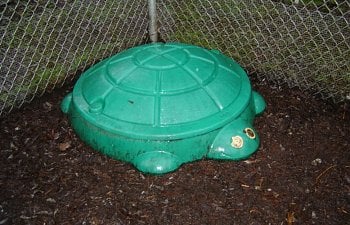 turtle.jpg