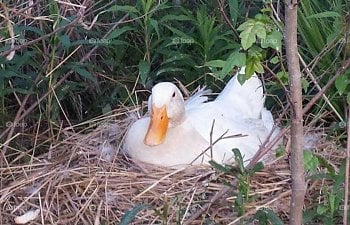 Female ducks: With their babies
