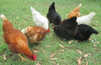 How to deal with dem bad free-range chooks!