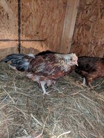 IMG_20190103_181302.jpg
