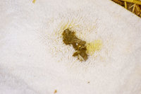 poop1.jpg
