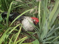 DSCF9605.JPG