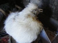 sick Silkie.jpg