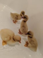 IMG_20180407_164735.jpg