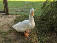 IMG_20180707_163137.jpg