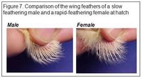 sex-linked-crossings-Figure7.jpg