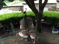 IMG_4626.JPG IMG_4626.JPG