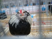 Bantam (6).jpg