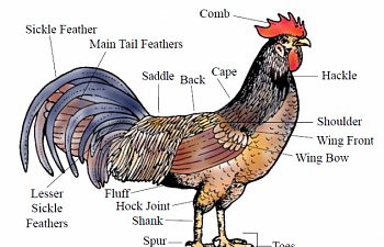 External_anatomy_rooster.PNG External_anatomy_rooster.PNG