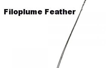 feather-filoplume.jpg