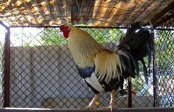 Dealing with and Taming Aggressive Roosters