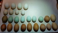 through eggs 1.15.2019 057.jpg