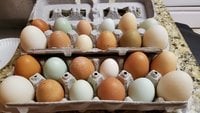 through eggs 1.15.2019 060.jpg