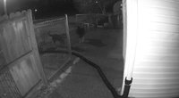 DOGS 011519_Moment2.jpg