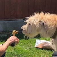 reminton duckie .jpg