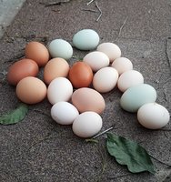 eggs2.jpg