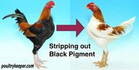 Stripping-out-black-pigment.jpg Stripping-out-black-pigment.jpg