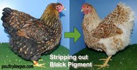 Stripping-out-black-pigment2.jpg Stripping-out-black-pigment2.jpg