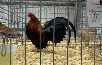 chicken2.jpg