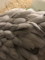 9726A746-F833-4CA8-A0DE-312DDF59645B.jpeg