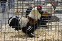DSC_0342.jpg