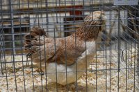 DSC_0344.jpg
