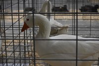 DSC_0351.jpg