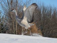 7146A393-5EC7-44BC-B7AC-94BA5D06E9A9.png