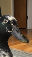 557F9CE2-CFA8-40B0-8036-266ECEFB51AA.png