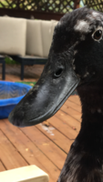 2EBB84A7-8F01-4772-B0BC-CBB918ED0F56.png