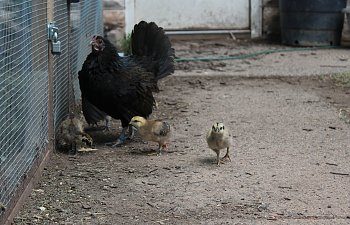 Starting with chicks or started pullets—The Pros & Cons