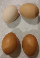 20190123_181209_crop_519x741.jpg