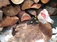 20180531_110609 (Large).jpg