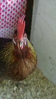 IMG_20180713_090208.jpg