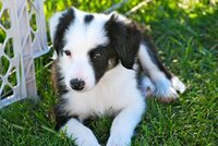 argos puppeh.jpg