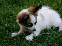 baby swiff.jpg