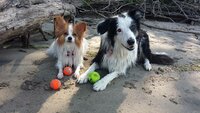 wet dogs.jpg