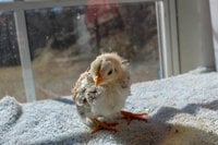 Chicks 2019-38.jpg