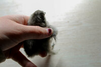 Chicks 2019-21.jpg