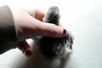 Chicks 2019-19.jpg